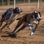 greyhound racing